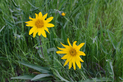 Balsamroot on Eagle Rock trail