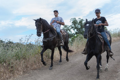 Equine encounter
