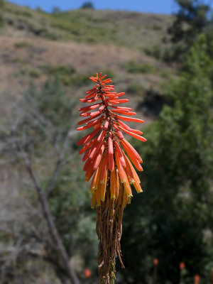 Torch lily