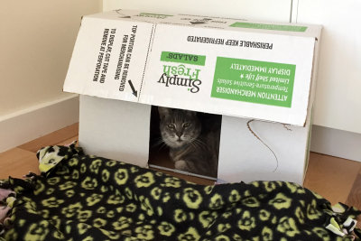 Piętuś in a box