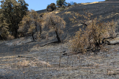 Burnt slopes  trees survived, smaller bushes and grasses perished