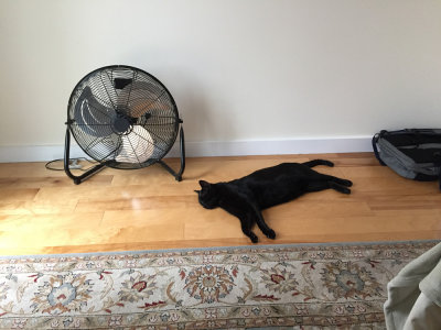 Gacuś resting from heat