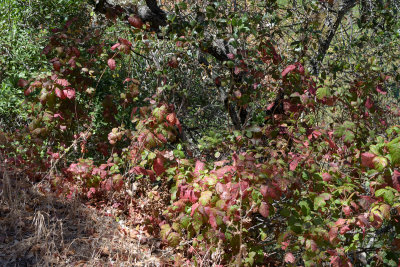 Poison oak turning red from sun