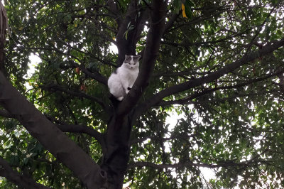 Adolfik naps in the tree, pretends to be an owl