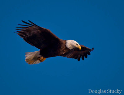 Bald Eagle III