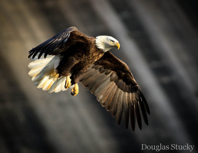 Bald Eagle IV