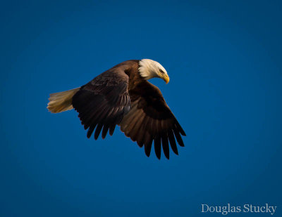 Bald Eagle VI