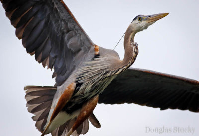 Blue Heron Up Close