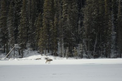 Ice Fields Parkway