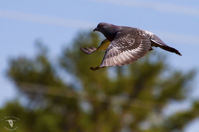 Rock Dove aka Pigeon (Columba livia) 