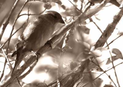 Passer domesticus - Female