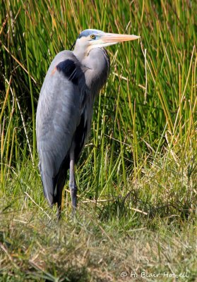 Great Blue Heron (Ardea herodias)