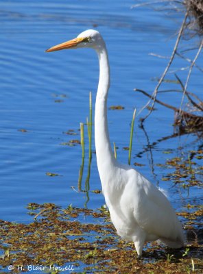 Great Egret (Ardea alba)