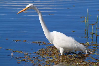 Great Egret (Ardea alba)