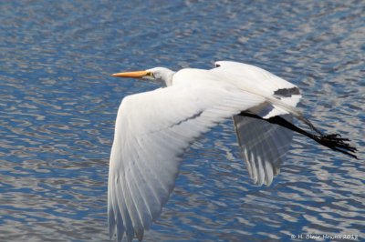 Great Egret (Ardea alba)