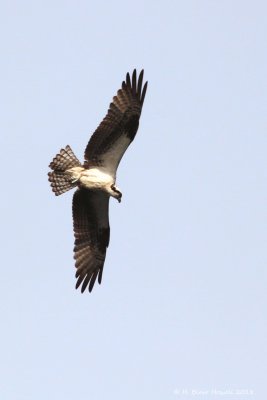 Western Osprey (Pandion haliaetus)