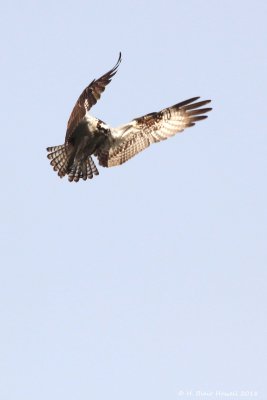 Western Osprey (Pandion haliaetus)