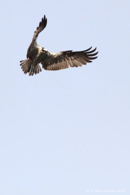 Western Osprey (Pandion haliaetus)