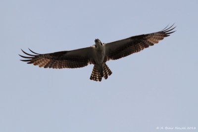 Western Osprey (Pandion haliaetus)