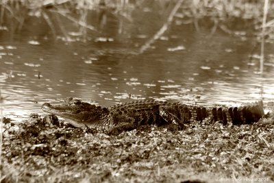  American alligator (Alligator mississippiensis)
