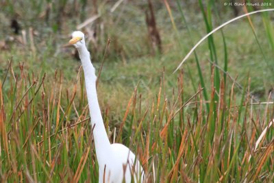 Great Egret (Ardea alba)