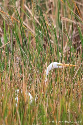 Great Egret (Ardea alba)