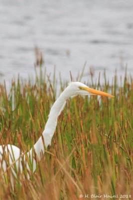 Great Egret (Ardea alba)