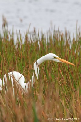 Great Egret (Ardea alba)