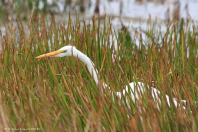 Great Egret (Ardea alba)