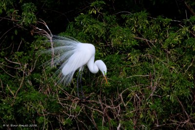 Great Egret (Ardea alba) courtship