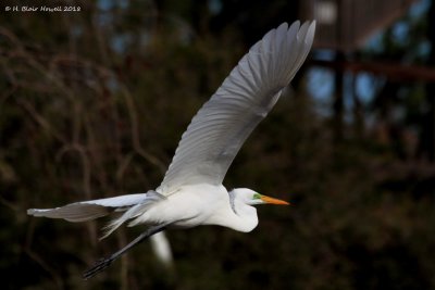 Great Egret (Ardea alba)