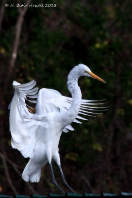 Great Egret (Ardea alba)