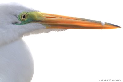 Great Egret (Ardea alba)