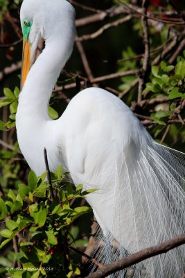 Great Egret (Ardea alba)