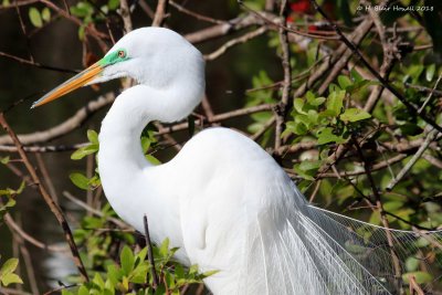 Great Egret (Ardea alba)