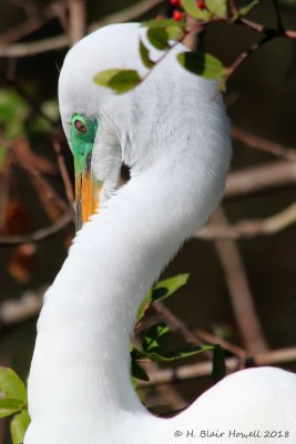 Great Egret (Ardea alba)