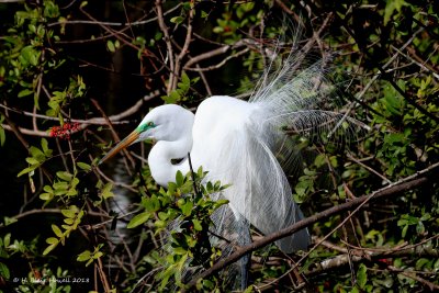 Great Egret (Ardea alba)