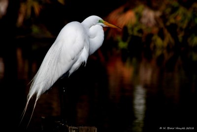 Great Egret (Ardea alba)