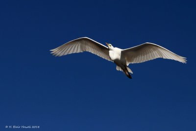 Great Egret (Ardea alba)