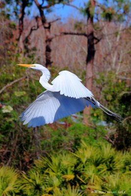 Great Egret (Ardea alba)