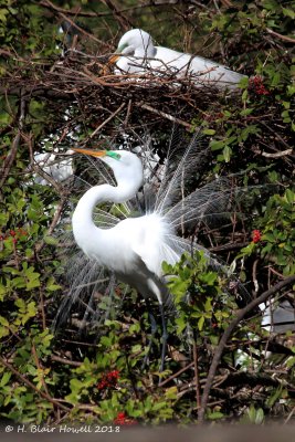 Great Egret (Ardea alba)