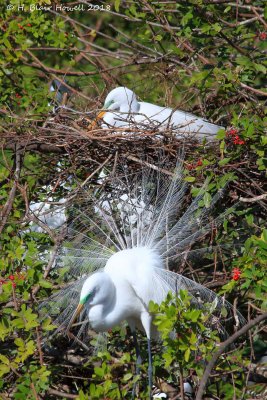 Great Egret (Ardea alba)