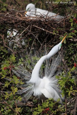 Great Egret (Ardea alba)