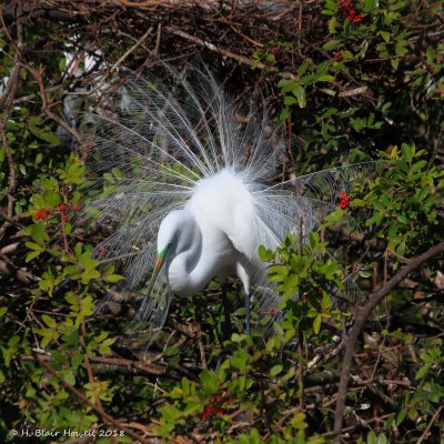 Great Egret (Ardea alba)