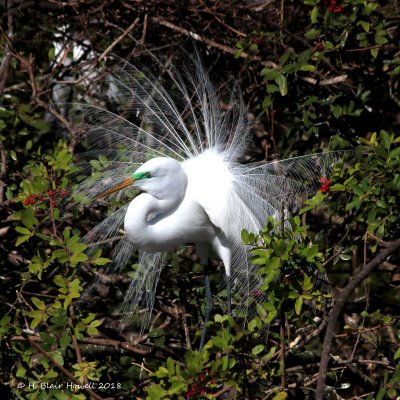 Great Egret (Ardea alba)