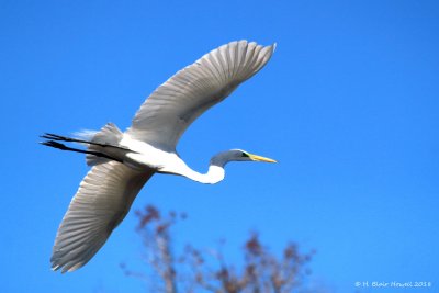 Great Egret (Ardea alba)