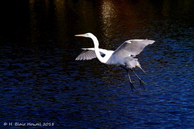 Great Egret (Ardea alba)