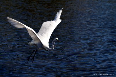 Great Egret (Ardea alba)