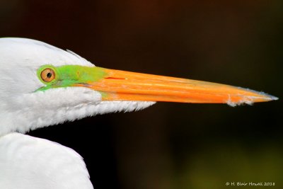 Great Egret (Ardea alba)