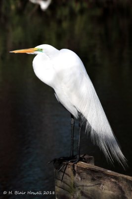 Great Egret (Ardea alba)